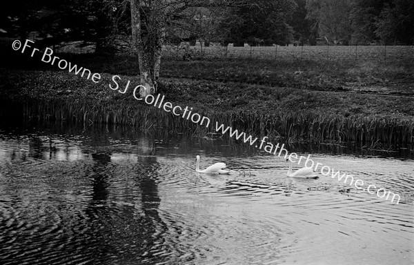 LAKE & SWANS : SWANS & CYGYETS??